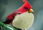 Birds from the game Angry Birds in the wild