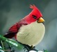Птица из игры Angry Birds природе