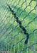 snake crawling on the fence