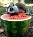Direct would all gobbled up! photos of funny animals #2