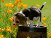 Studying a pleasant flower aroma. photos of funny animals #2