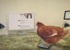 В Австралии живёт курица делающая твиты в Твиттере