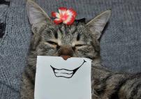Смешные Кошки. 15 фото (подборка #10)