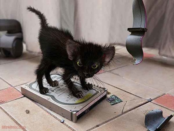 смешная кошка