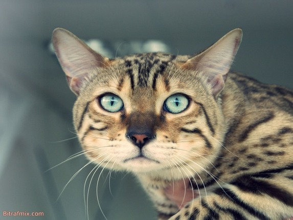 смешная кошка