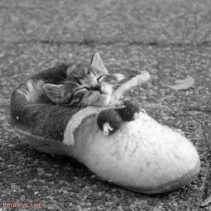 смешная кошка