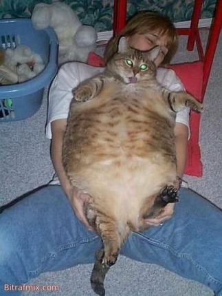 смешная кошка