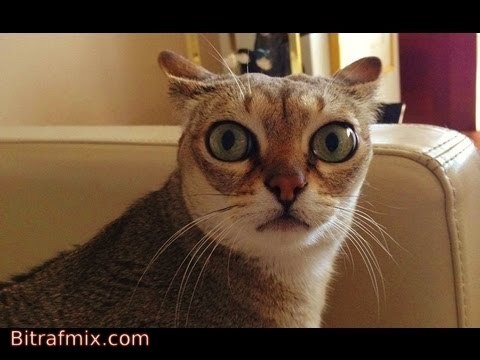 смешная кошка