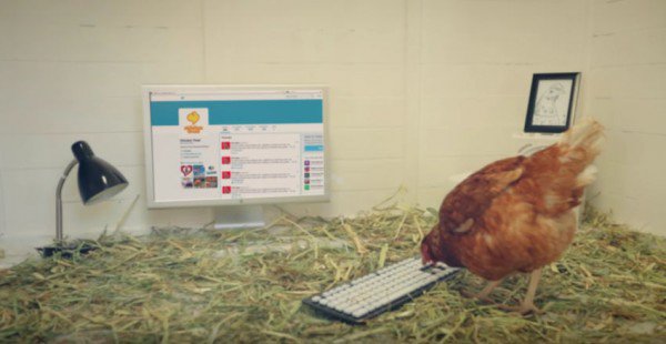 курица пишущая в твиттере