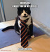 cat is Boss