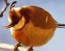 Птица из игры Angry Birds природе
