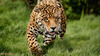 красивый леопард