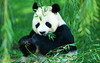 красивая панда