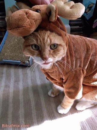 смешная кошка