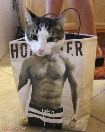 смешная кошка