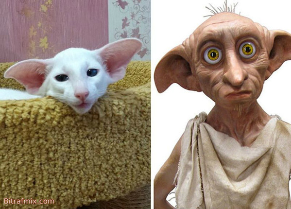 смешная кошка