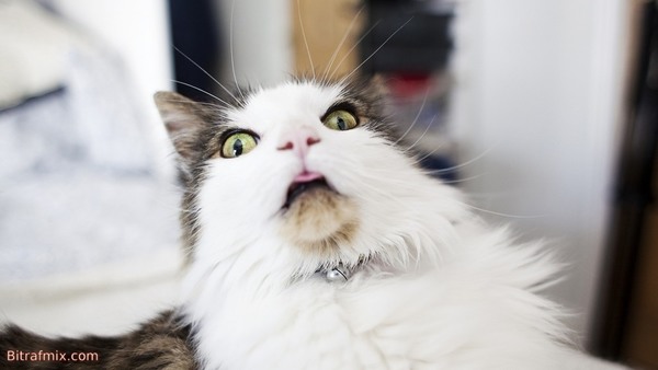 смешная кошка
