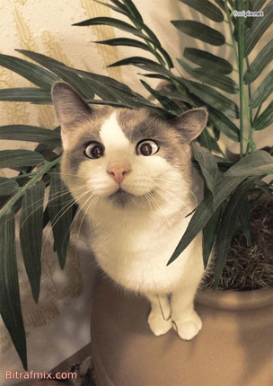смешная кошка