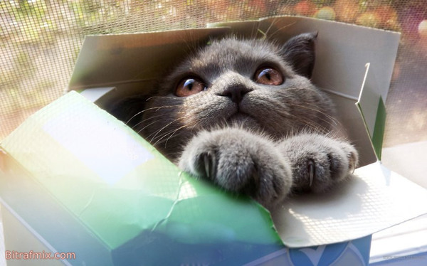 смешная кошка