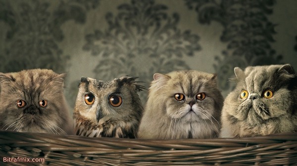смешная кошка