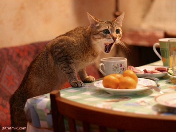 смешная кошка