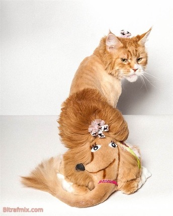 смешная кошка