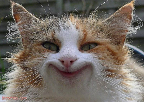 смешная кошка