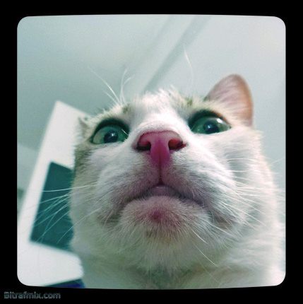 смешная кошка