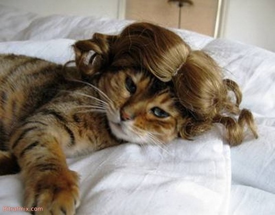 смешная кошка