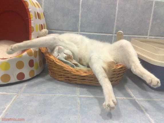 смешная кошка