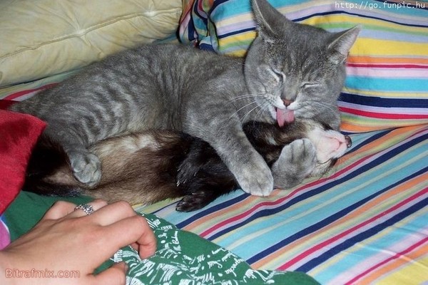 смешная кошка