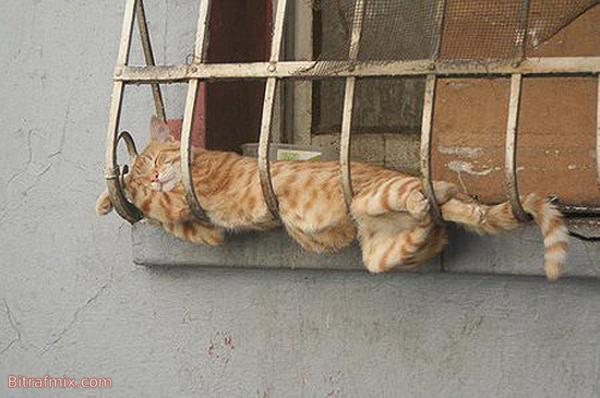 смешная кошка