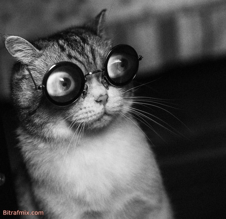 смешная кошка