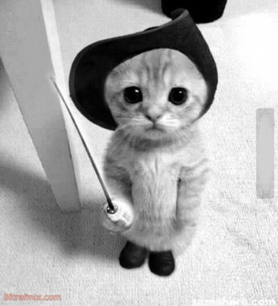 смешная кошка