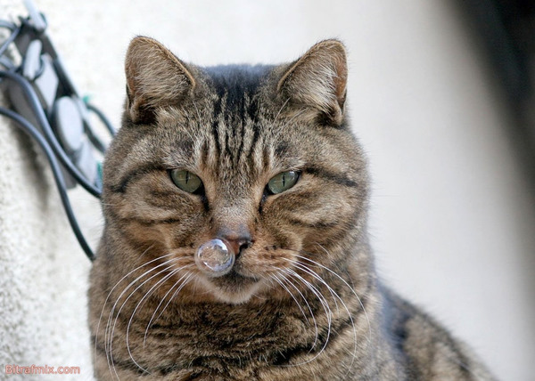 смешная кошка