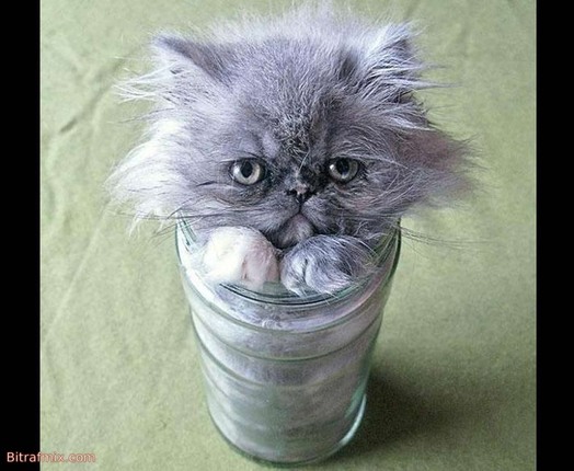 смешная кошка