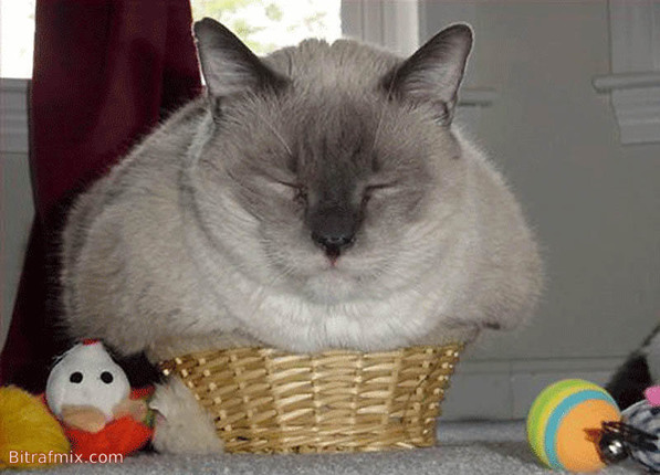 смешная кошка
