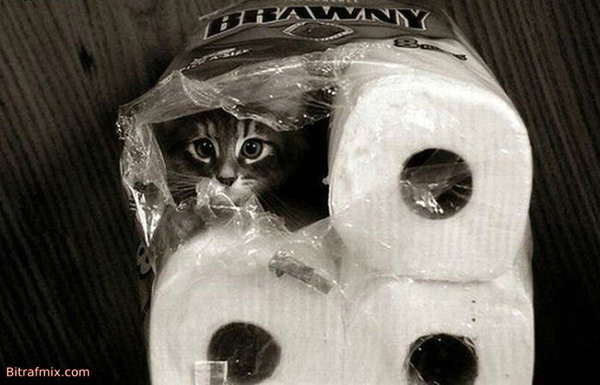 funny cat