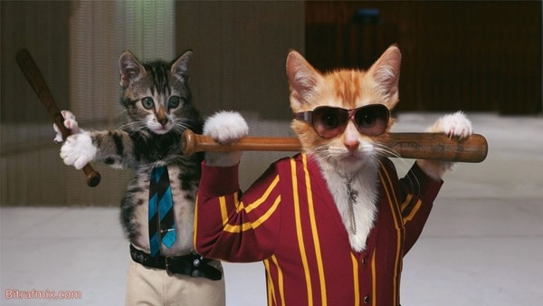 funny cat