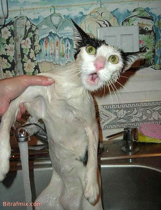 funny cat