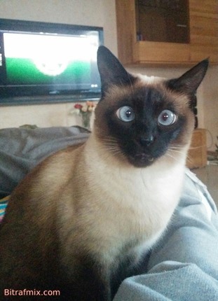 funny cat