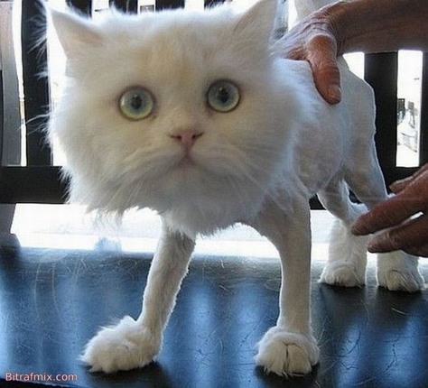 funny cat