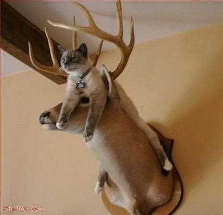 funny cat