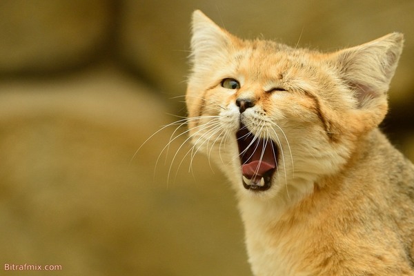 funny cat
