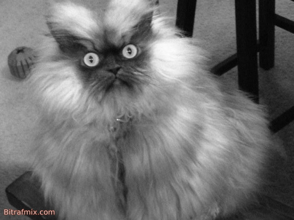 funny cat