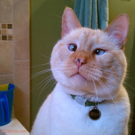 funny cat