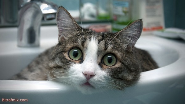 funny cat