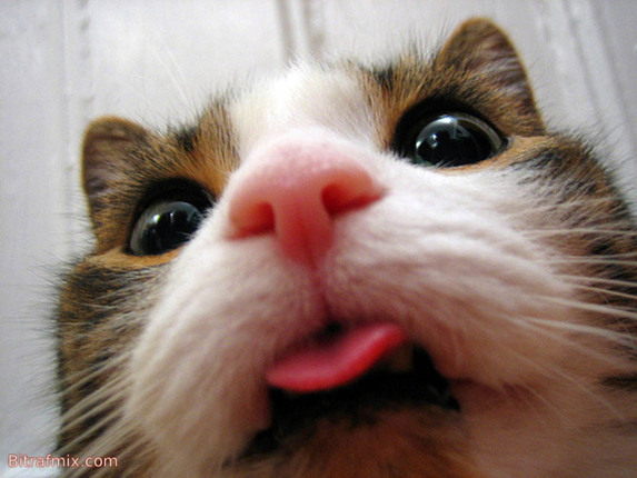 funny cat
