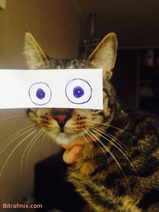 funny cat