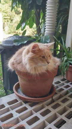 funny cat